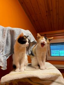 2Katzen 2024 01